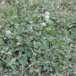White Clover. Weed Control Brooklyn Center, MN White Clover. Weed Control Brooklyn Center, MN