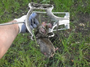 Trapped Mole (Caught within two hours being set). Mole Trapping Lake Elmo, MN Trapped Mole (caught within two hours being set). Mole Trapping Lake Elmo, MN