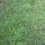 (After) Herbicide treatment