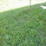 (After) Herbicide Treatment