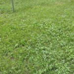 (Before) Herbicide Treatment