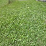 (Before) Herbicide Treatment 