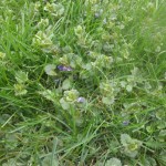 Creeping Charlie or Ground Ivy. Weed Control Crystal, MN
