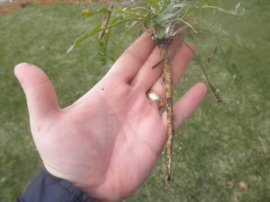 Common Dandelion Root. Broad Leaf Weed Control. Minneapolis, MN 